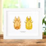 Gray's Leaf Insect Orange & Yellow Pair In Box Frame (Phyllium bioculatum)