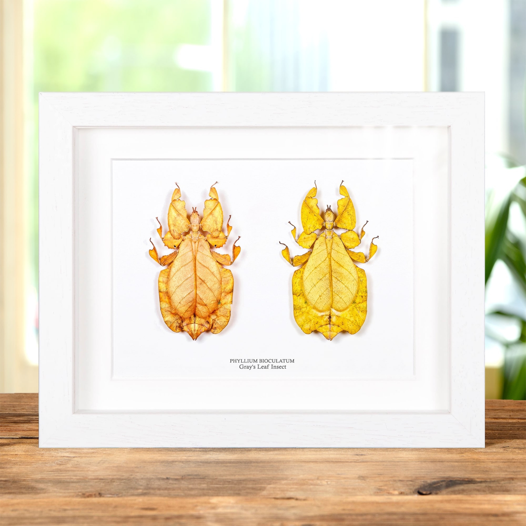 Gray's Leaf Insect Orange & Yellow Pair In Box Frame (Phyllium bioculatum) Gray's Leaf Insect Orange & Yellow Pair In Box Frame (Phyllium bioculatum)
