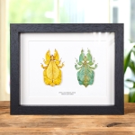 Minibeast Gray's Leaf Insect Yellow & Green Pair In Box Frame (Phyllium bioculatum)