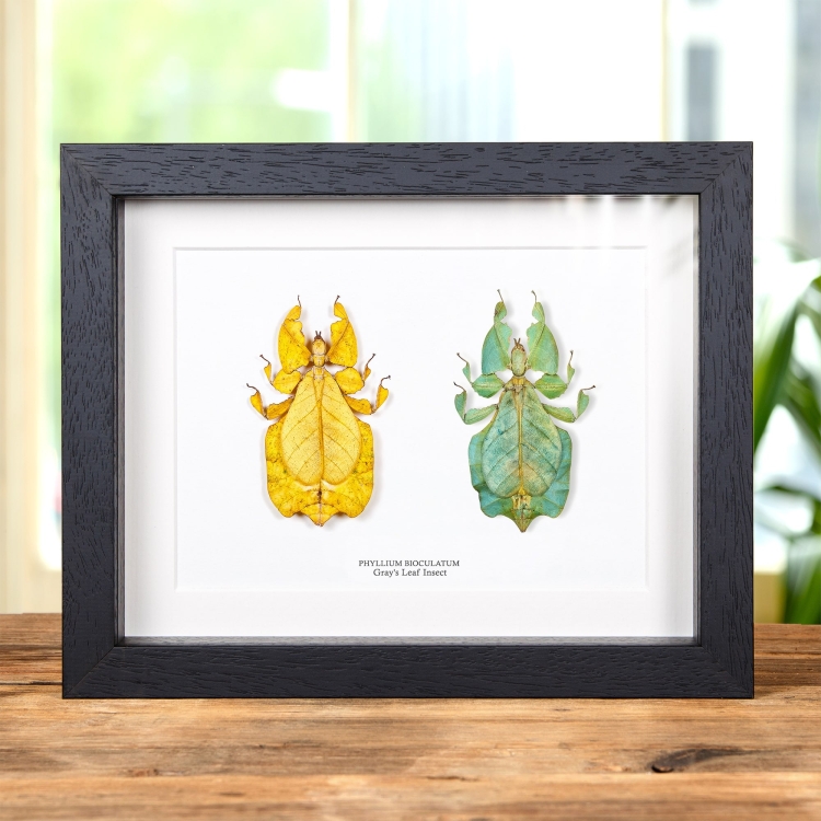Gray's Leaf Insect Yellow & Green Pair In Box Frame (Phyllium bioculatum)
