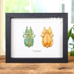 Minibeast Gray's Leaf Insect Green & Orange Pair In Box Frame (Phyllium bioculatum)