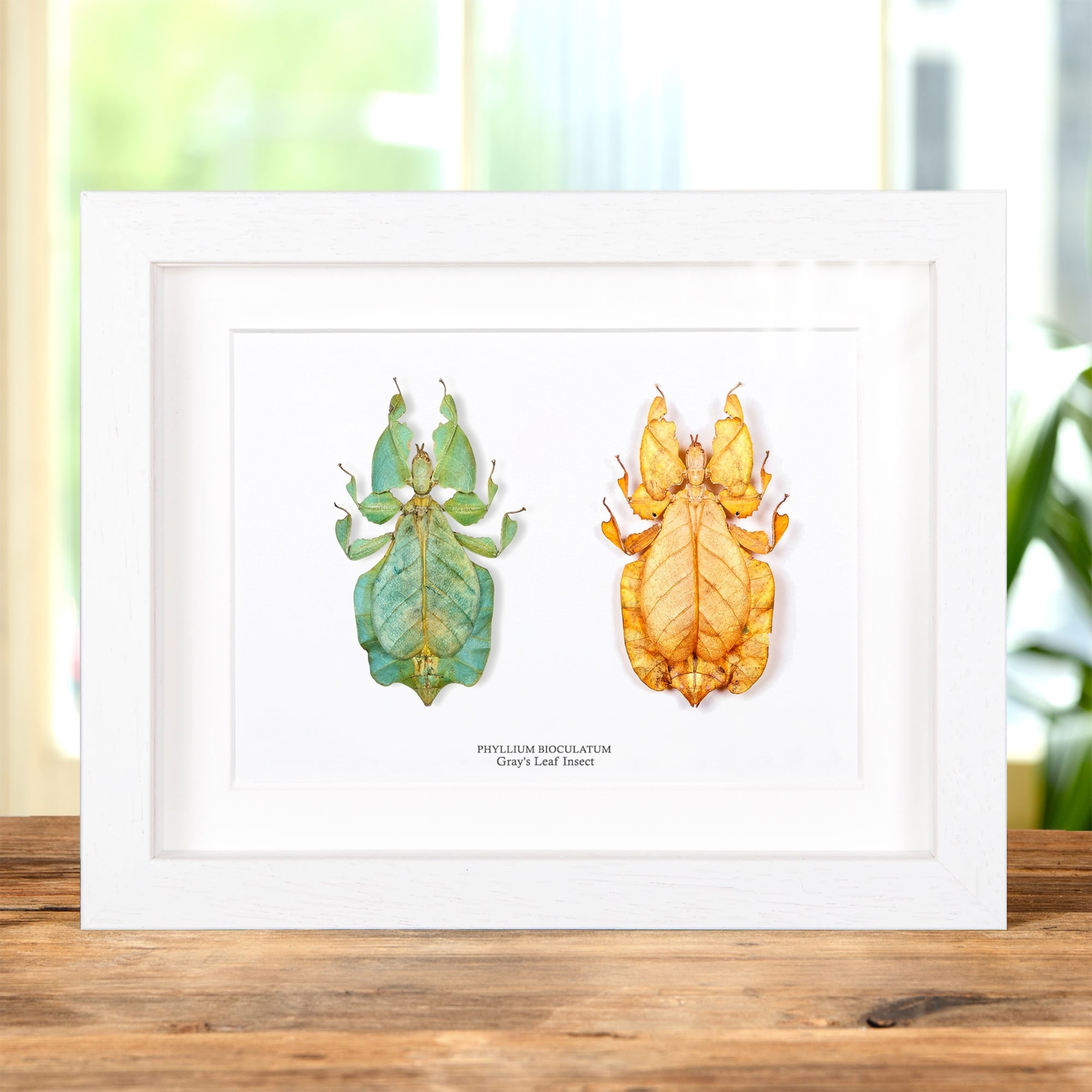 Gray's Leaf Insect Green & Orange Pair In Box Frame (Phyllium bioculatum)