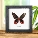 Minibeast Black Ballerina Butterfly Ventral Side In Box Frame (Atrophaneura semperi)