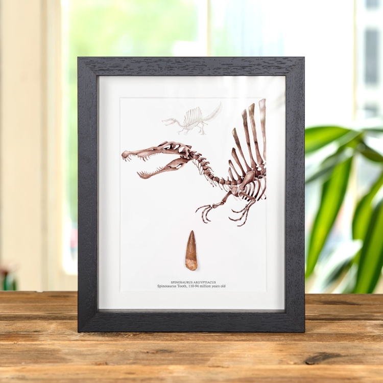 Spinosaurus Dinosaur Close Up Illustration & Tooth Fossil (Spinosaurus aegyptiacus)