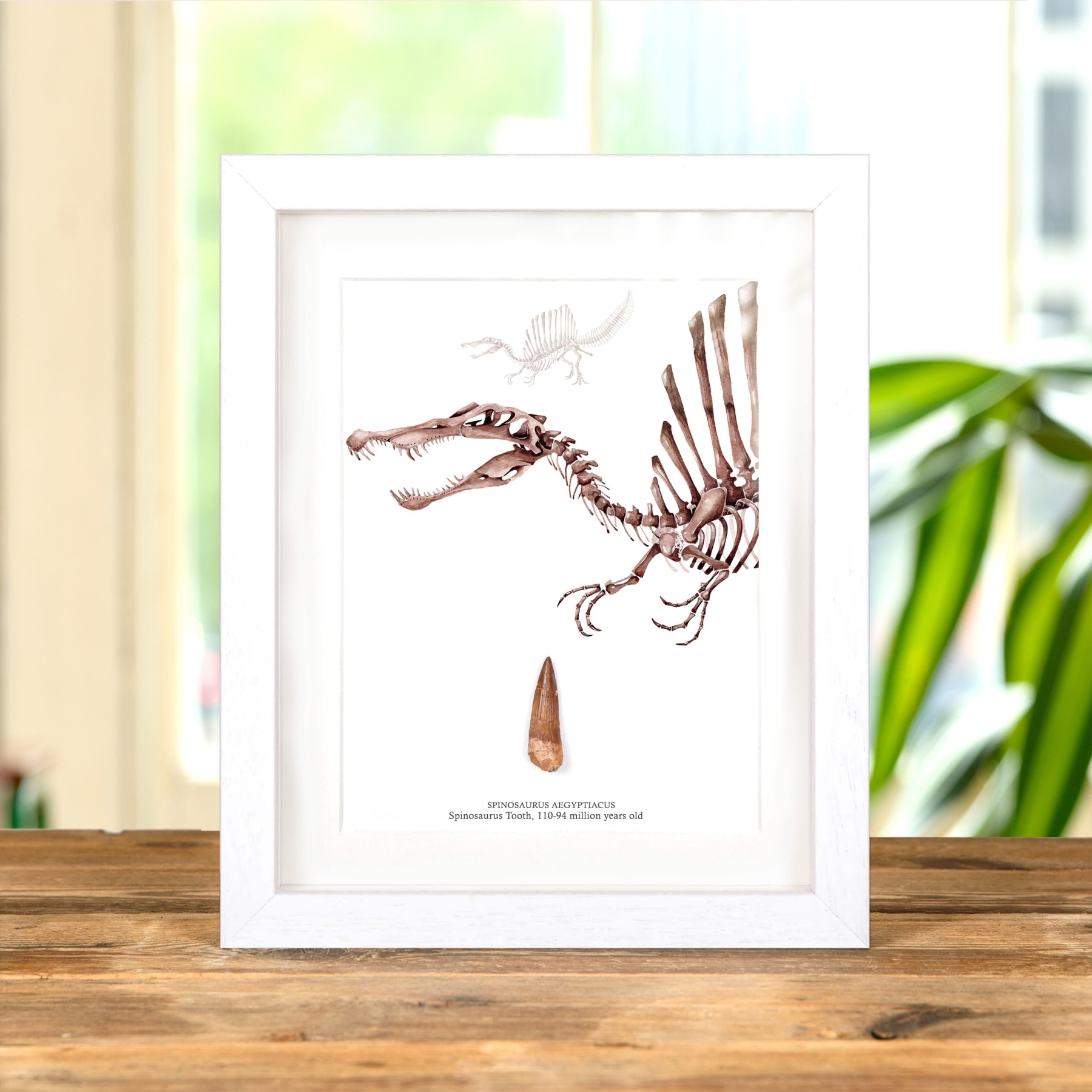 Spinosaurus Dinosaur Close Up Illustration & Tooth Fossil (Spinosaurus aegyptiacus)