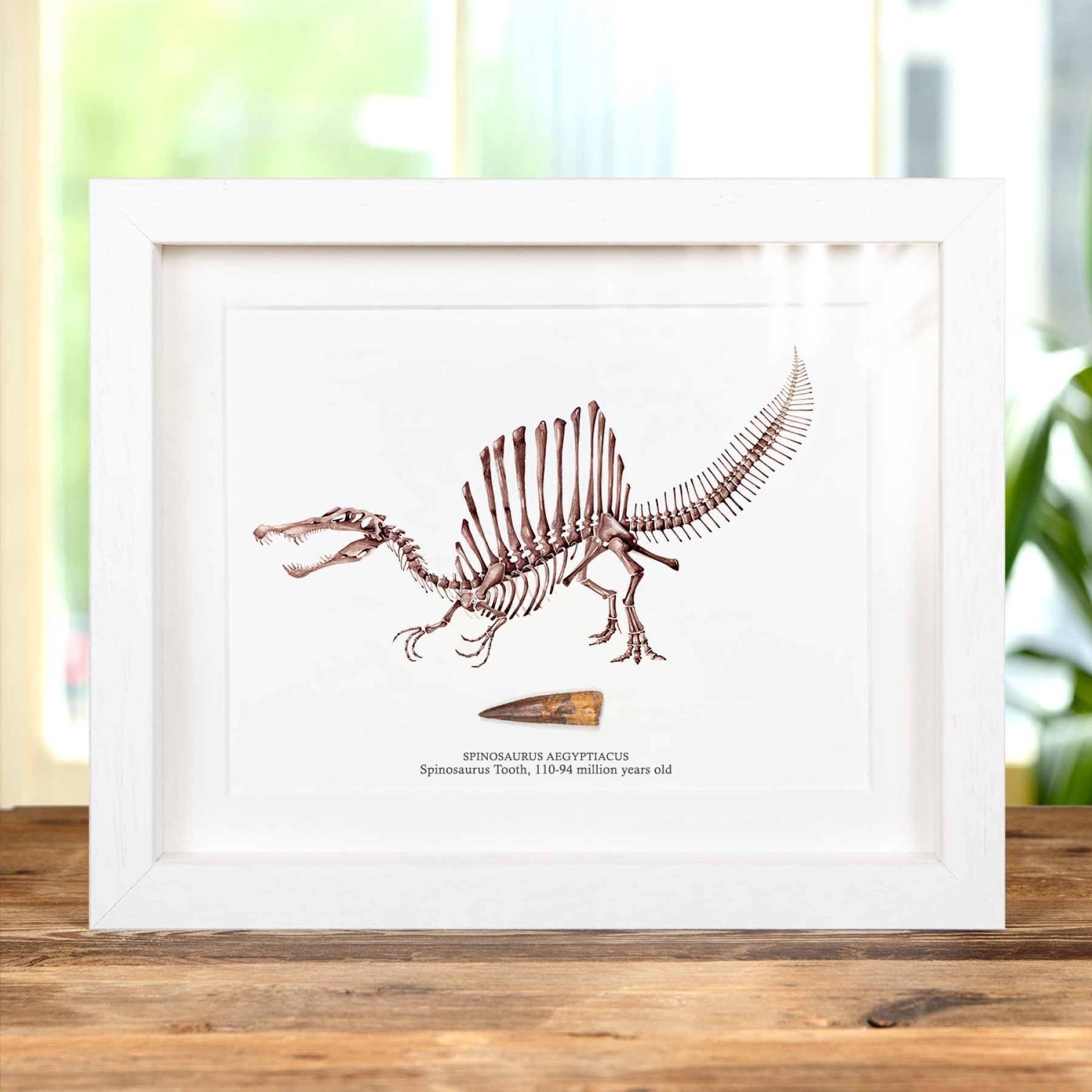 Spinosaurus Dinosaur Illustration & Tooth Fossil (Spinosaurus aegyptiacus) #2