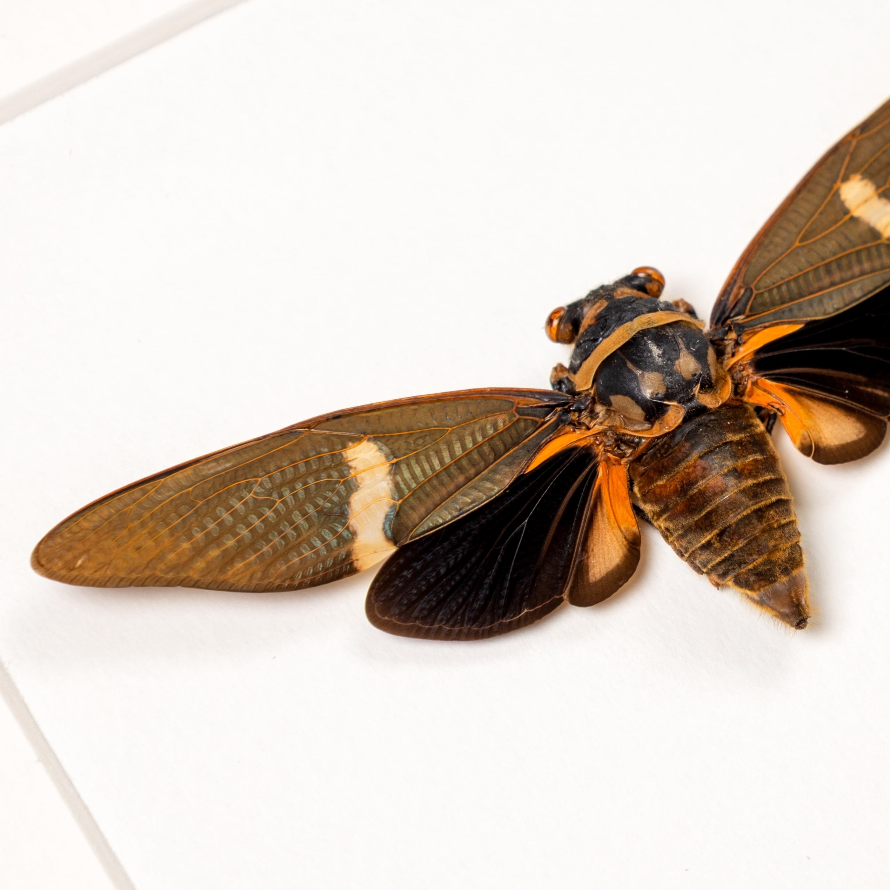Tosena melanoptera Cicada In Box Frame From Asia