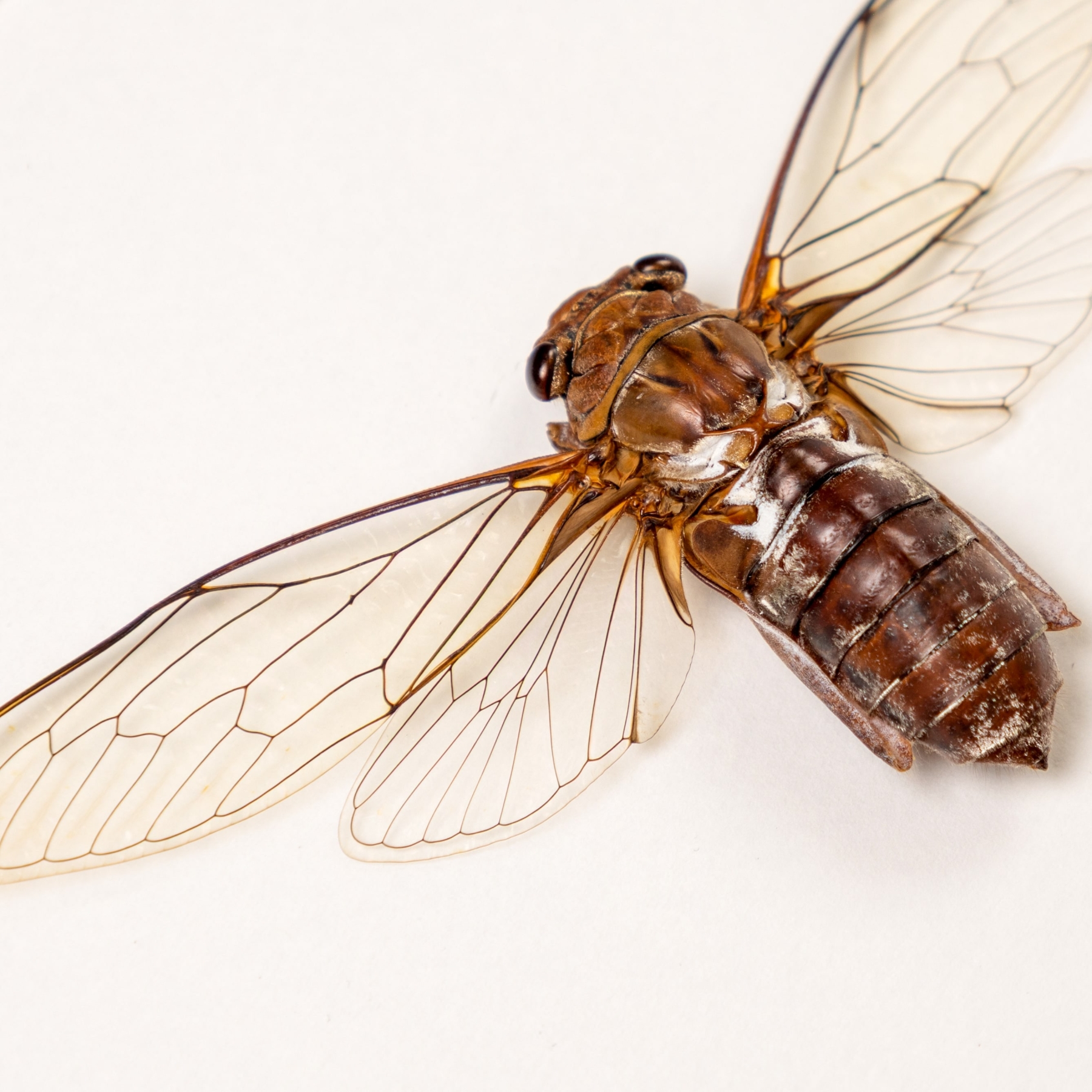Platylomia radah Cicada In Box Frame From Southeast Asia