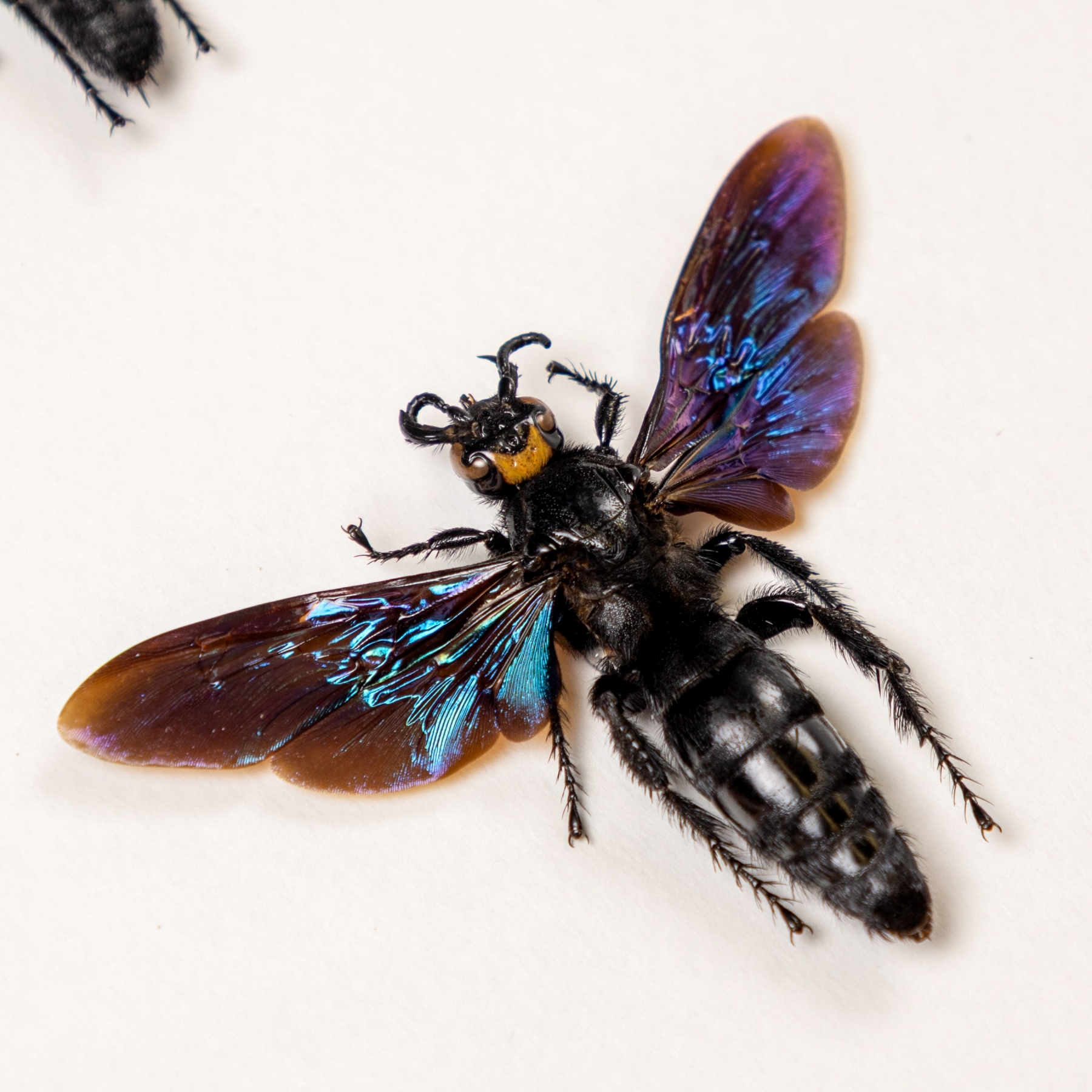 Megascolia velutina ducalis Wasp Male & Female Pair In Box Frame From Indonesia