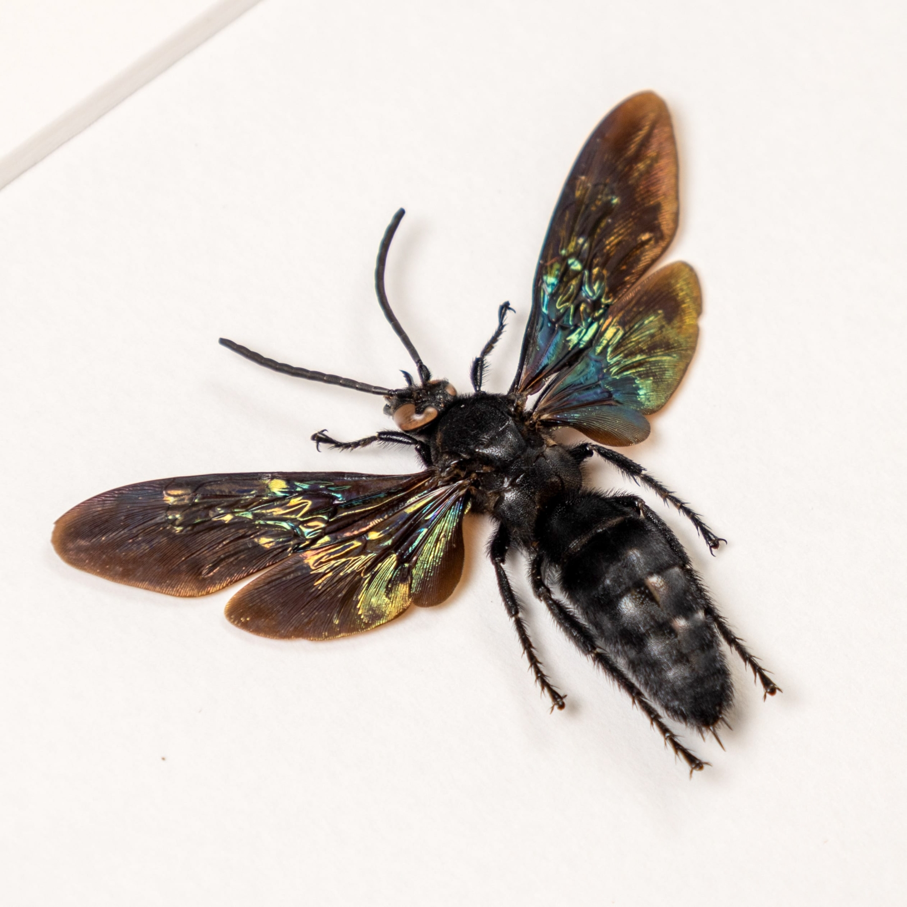 Megascolia velutina ducalis Wasp Male & Female Pair In Box Frame From Indonesia