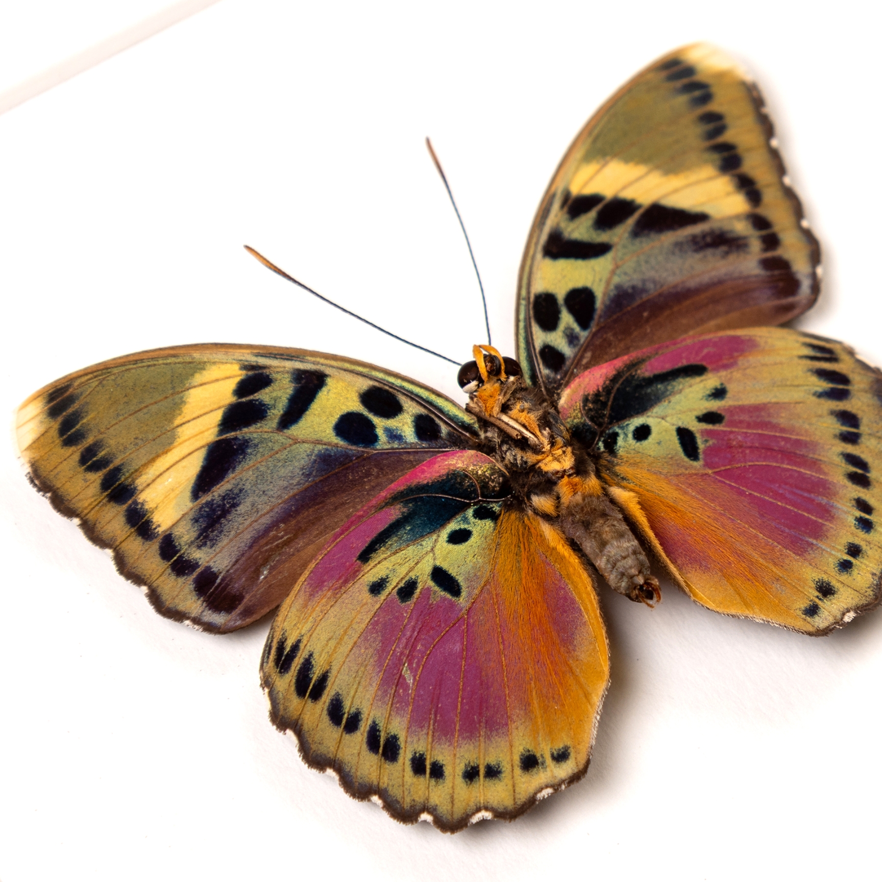 Minibeast Pink Forester Butterfly In Box Frame (Euphedras xypete)