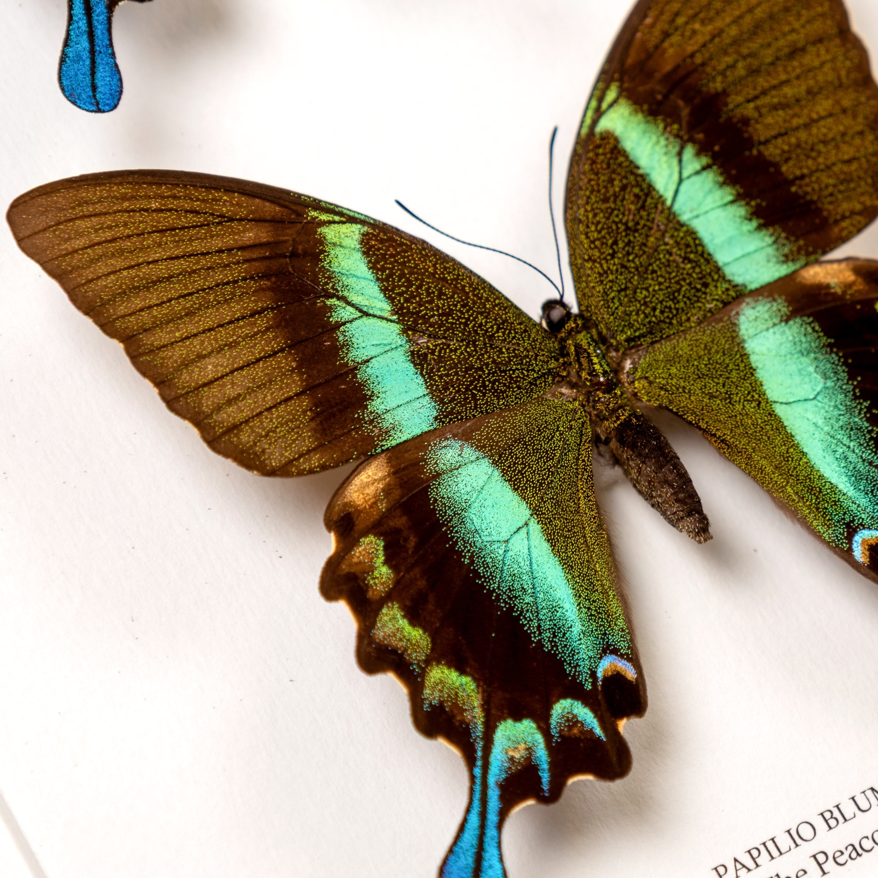 The Peacock Butterfly Male & Female Pair In Box Frame (Papilio blumei)