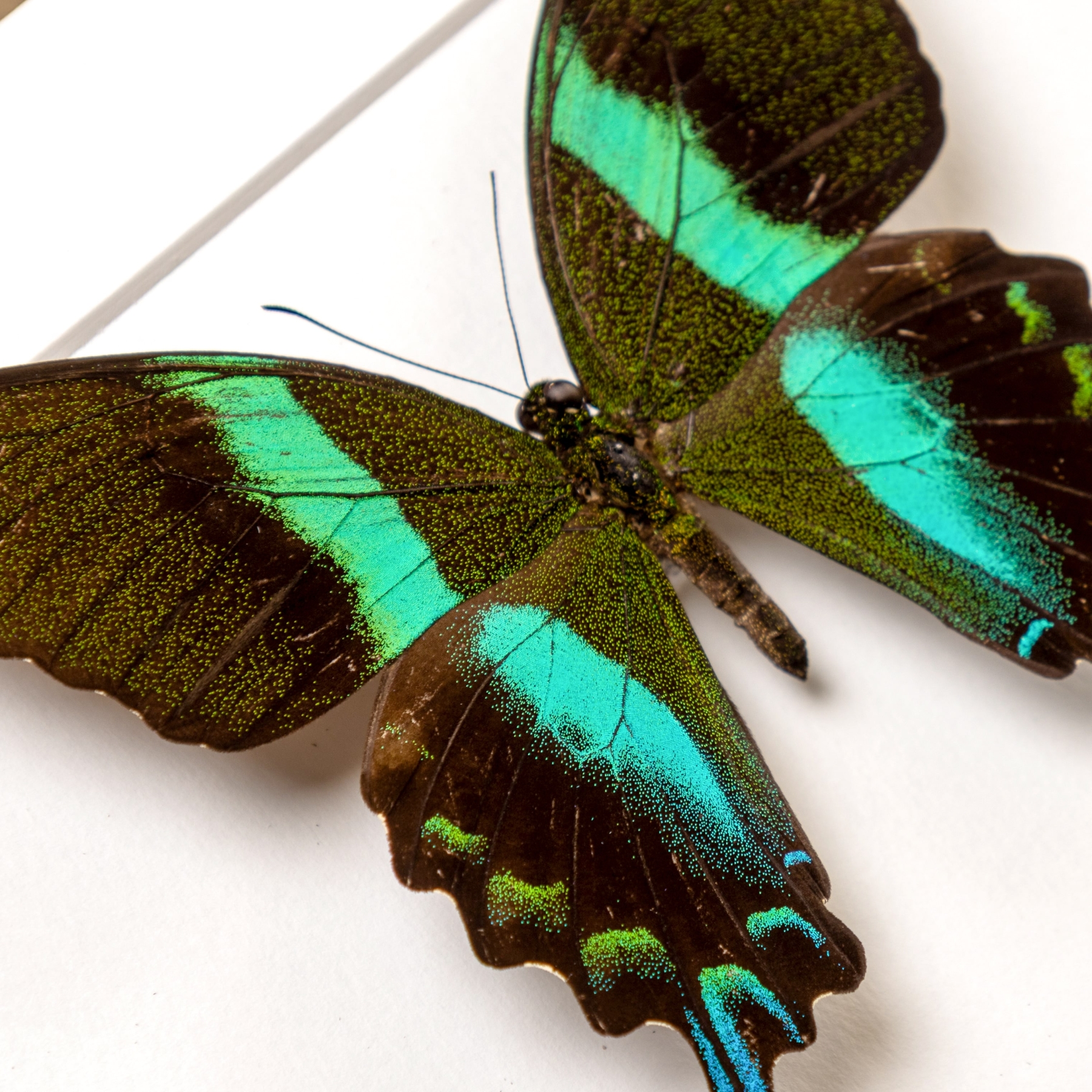 The Peacock Butterfly Male & Female Pair In Box Frame (Papilio blumei)