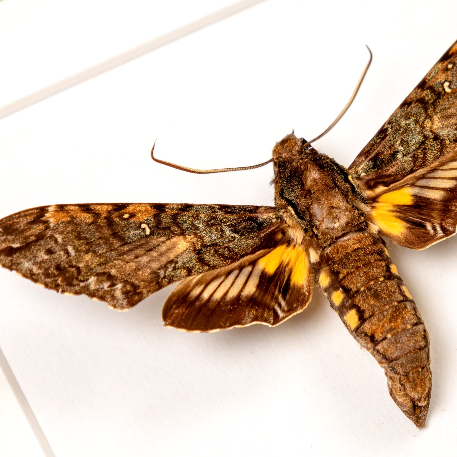 Duponchel's Sphinx Moth In Box Frame (Amphonyx duponchel)