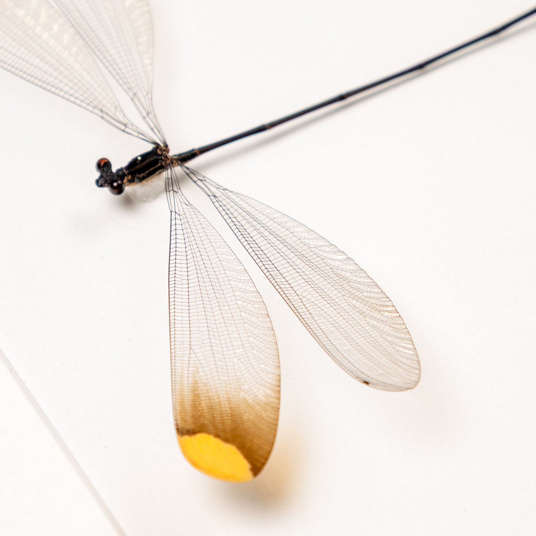 The Helicopter Damselfly In Box Frame (Microstigma rotundatum)