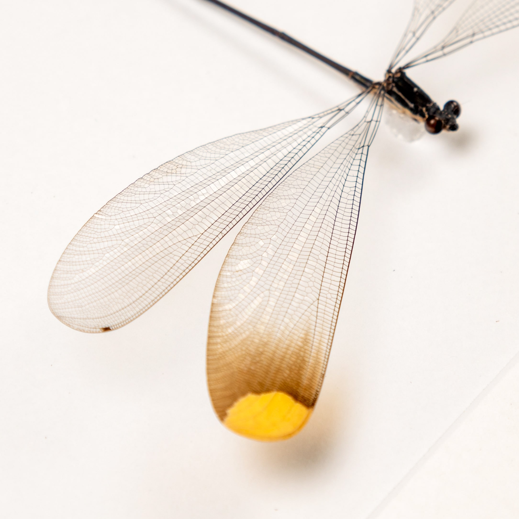 The Helicopter Damselfly In Box Frame (Microstigma rotundatum)