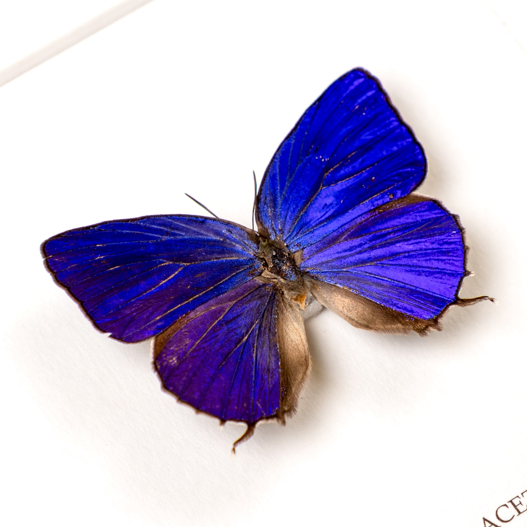 Arhopala acetes Butterfly In Box Frame From Sulawesi