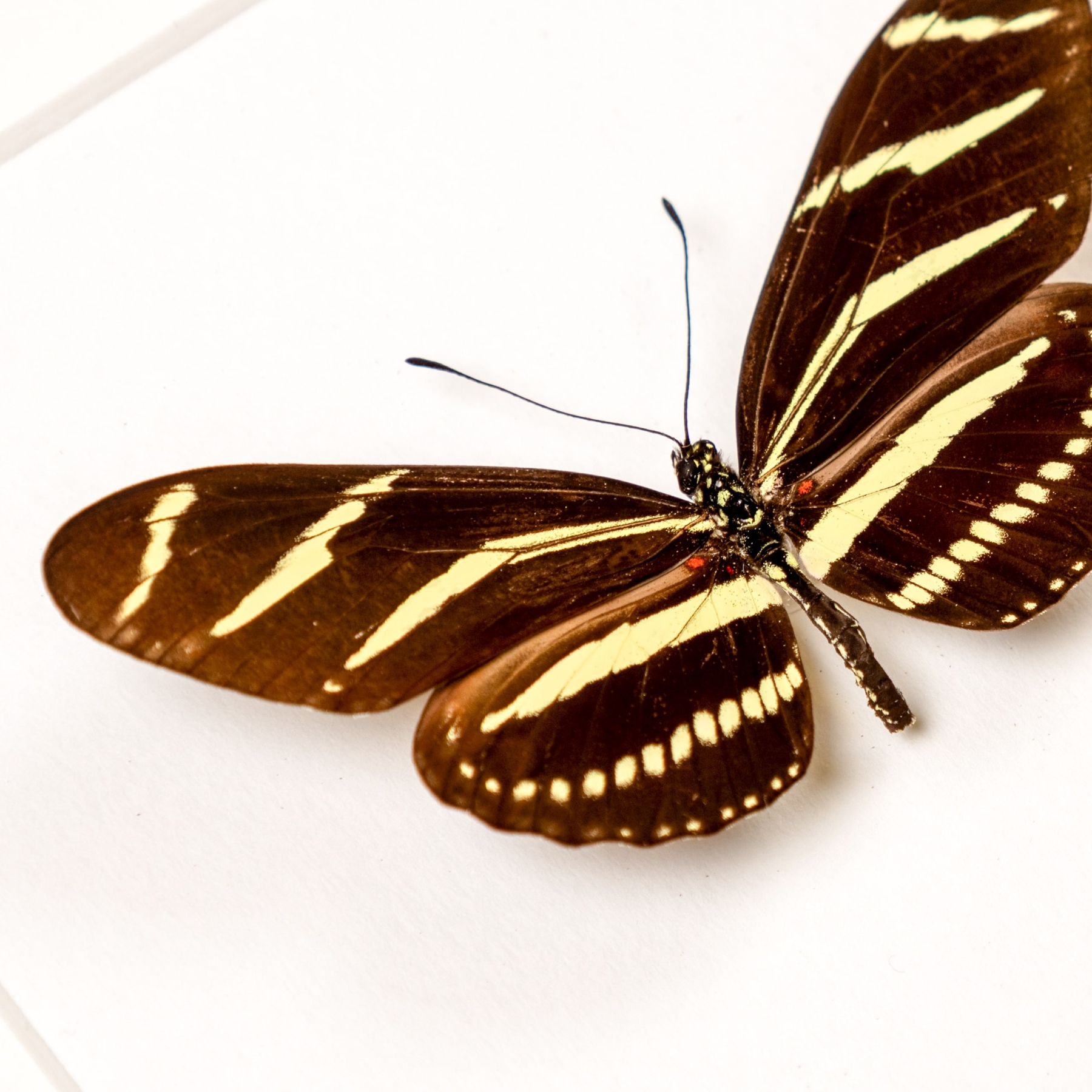 The Zebra Heliconian Butterfly In Box Frame (Heliconius charithonia tuckeri)