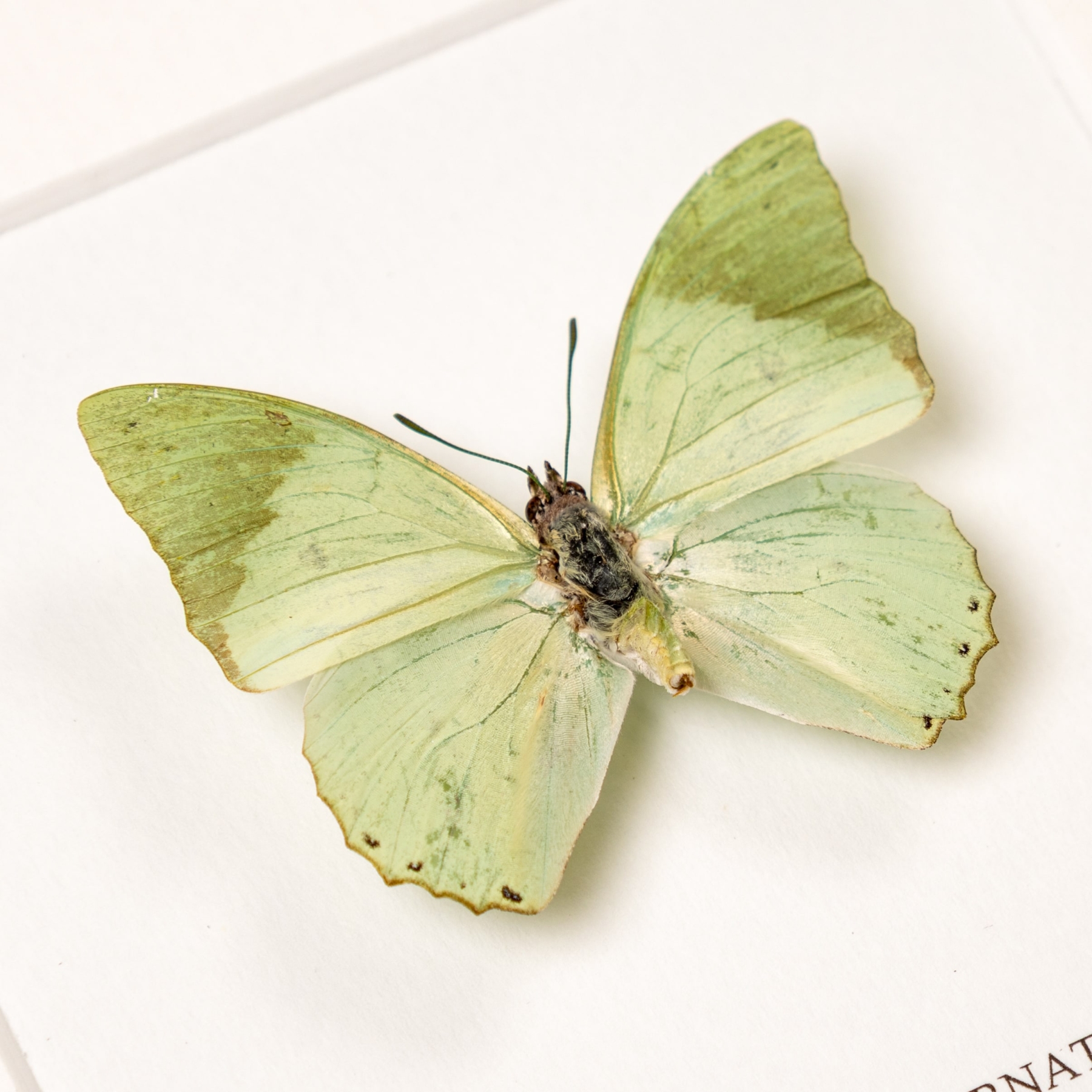 Minibeast Ornate Green Charaxes Butterfly In Box Frame (Charaxes subornatus)