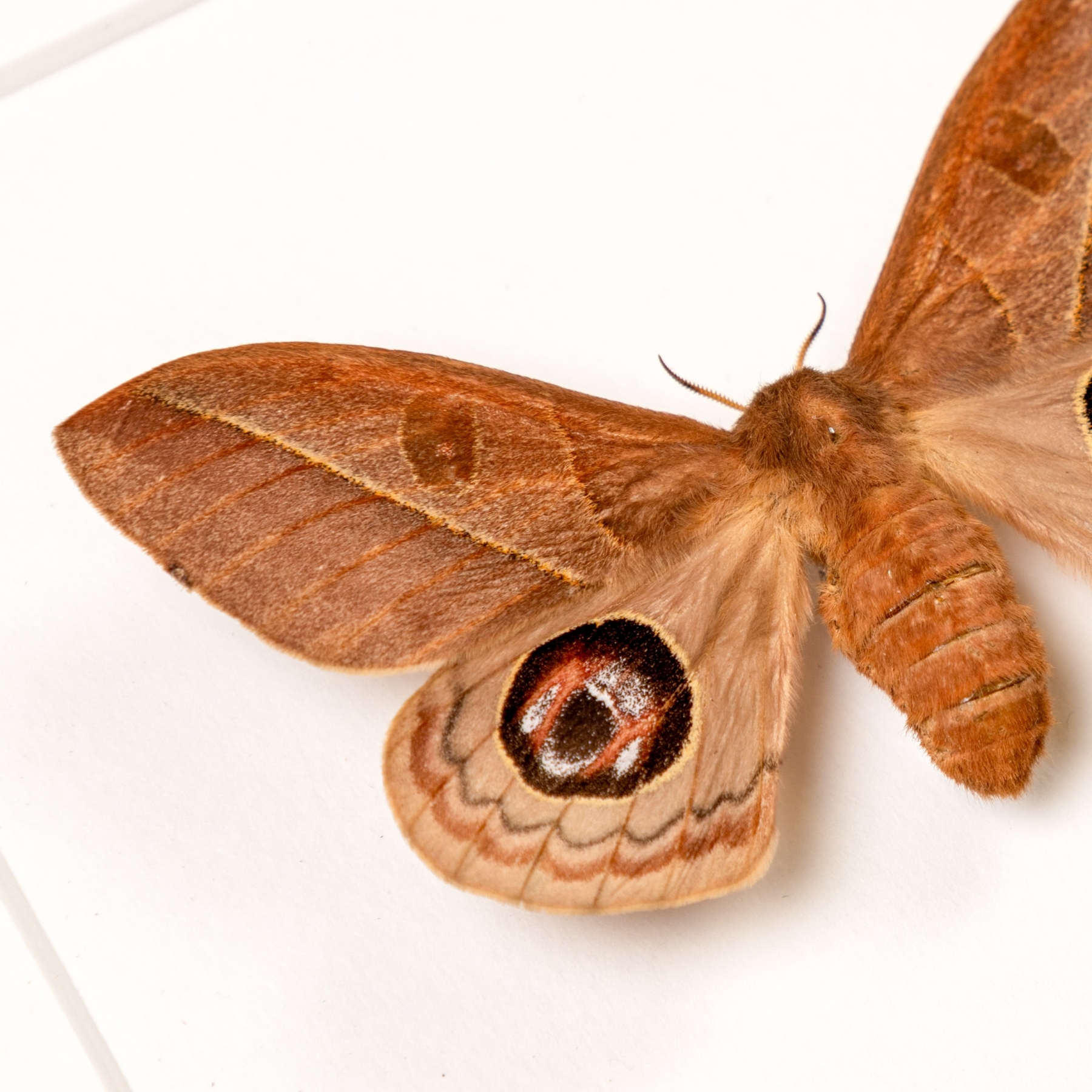 Leucanella viridescens Moth In Box Frame from Argentina