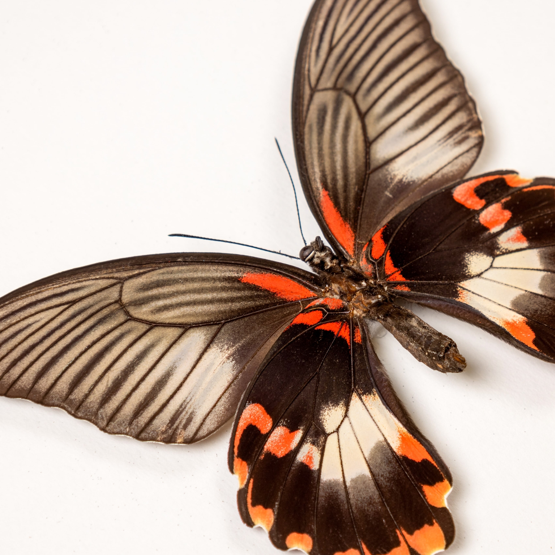 Swallowtail Butterfly Male & Female Pair In Box Frame (Papilio deiphobus deiphontes)
