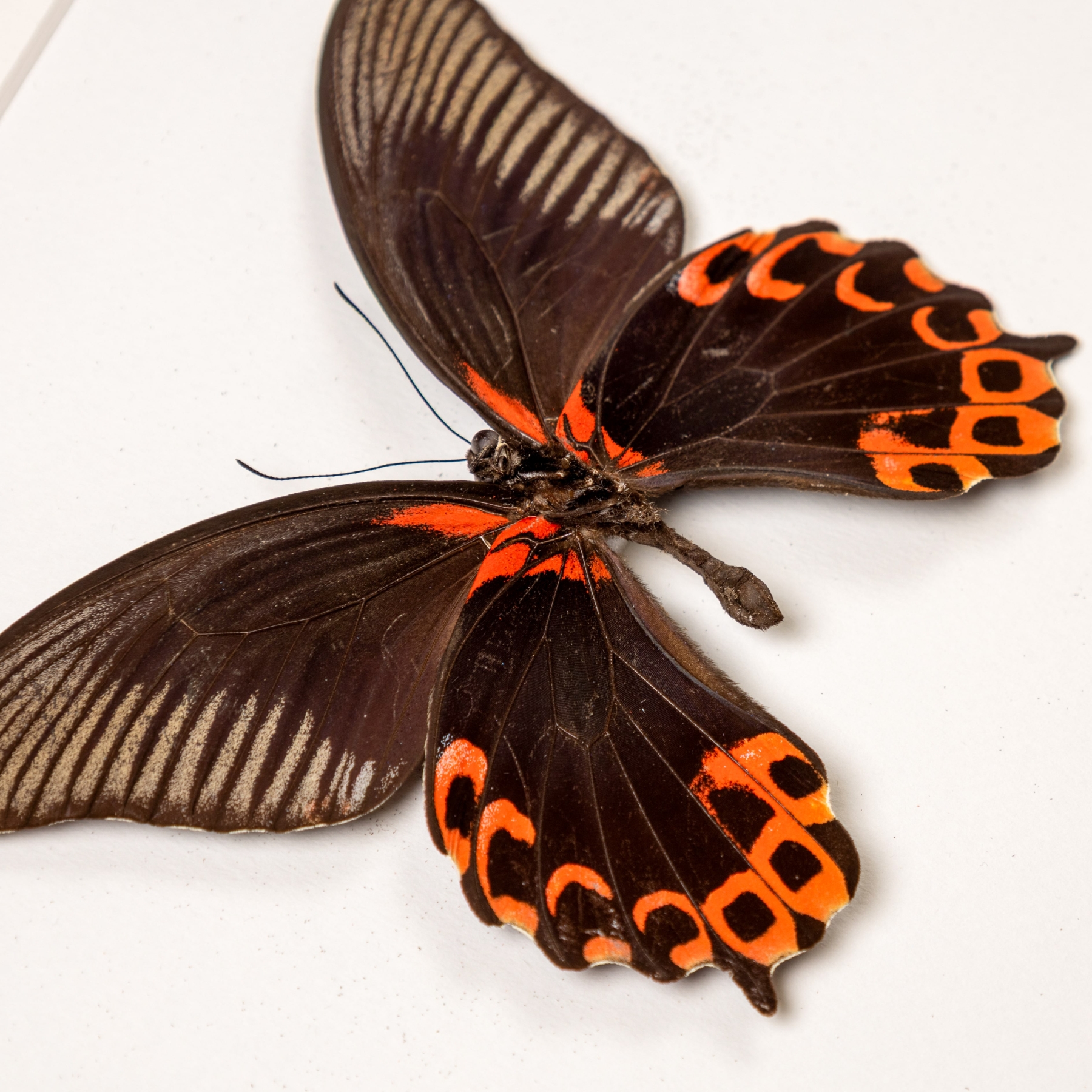 Swallowtail Butterfly Male & Female Pair In Box Frame (Papilio deiphobus deiphontes)