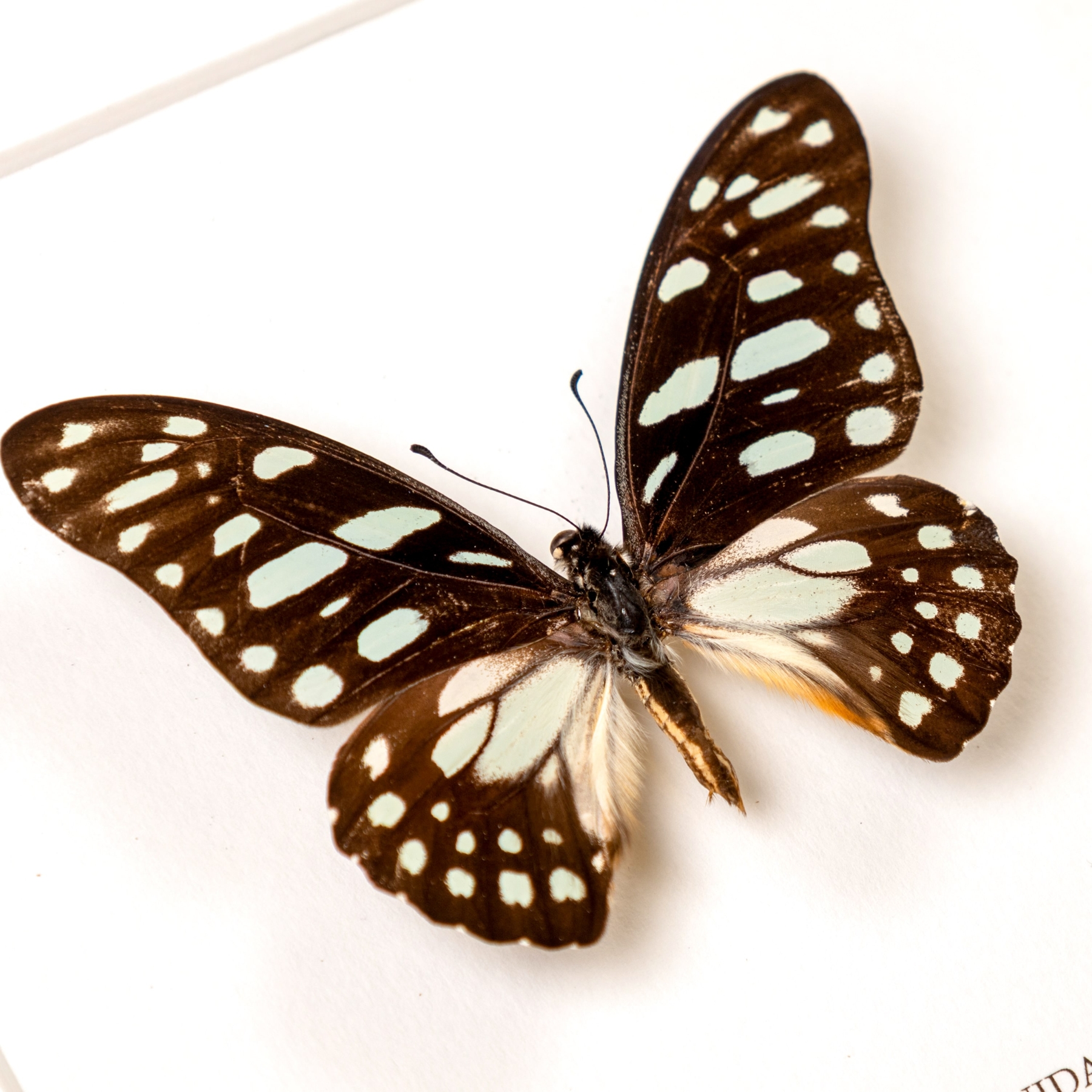 Veined Swordtail Butterfly In Box Frame (Graphium leonidas)
