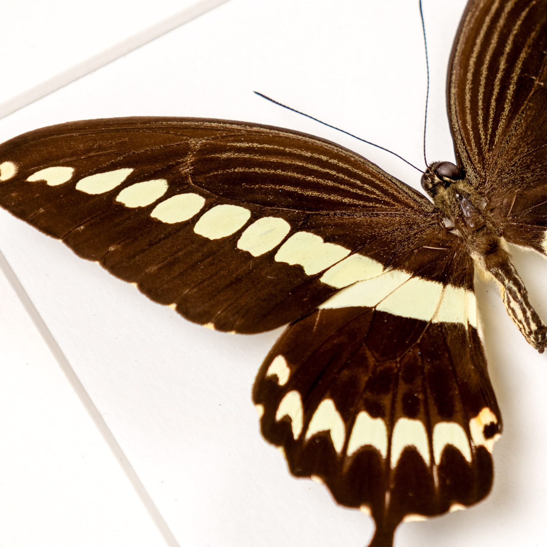 Cream Banded Swallowtail Butterfly In Box Frame (Papilio gigon)