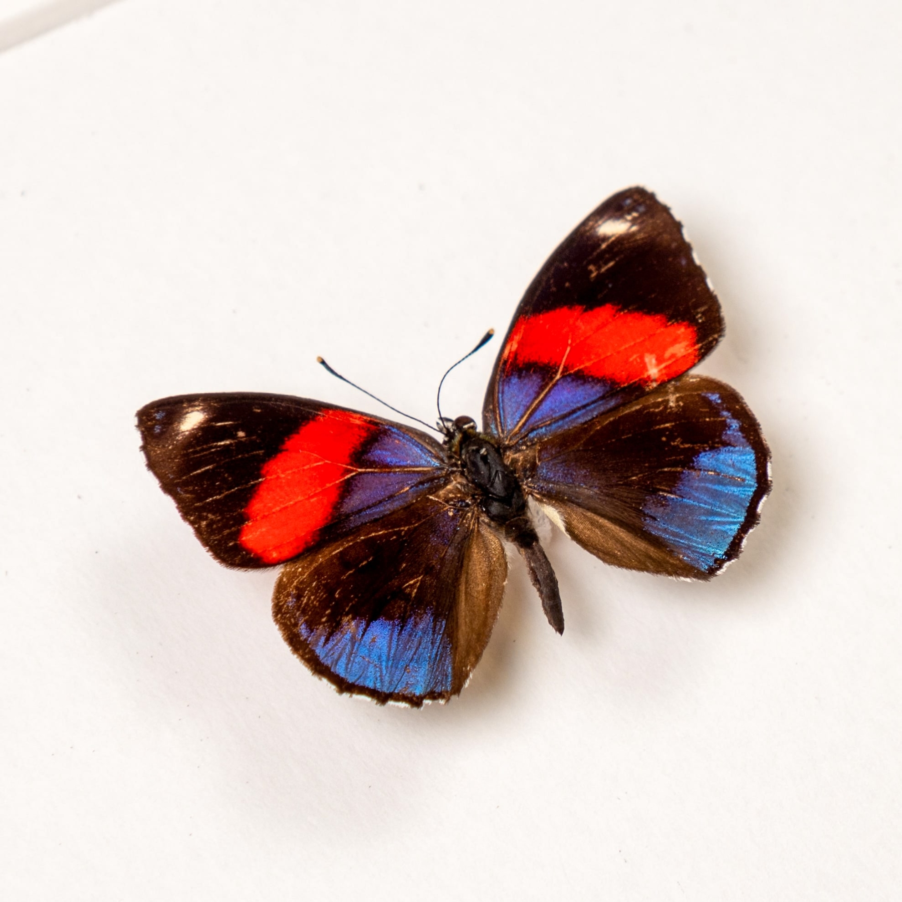Minibeast Hydaspes Eighty-eight Butterfly In Box Frame (Callicore hydaspes)