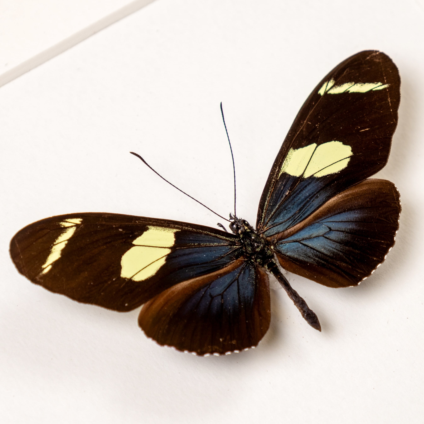 Wallace's Longwing Butterfly In Box Frame (Heliconius wallacei flavescens)