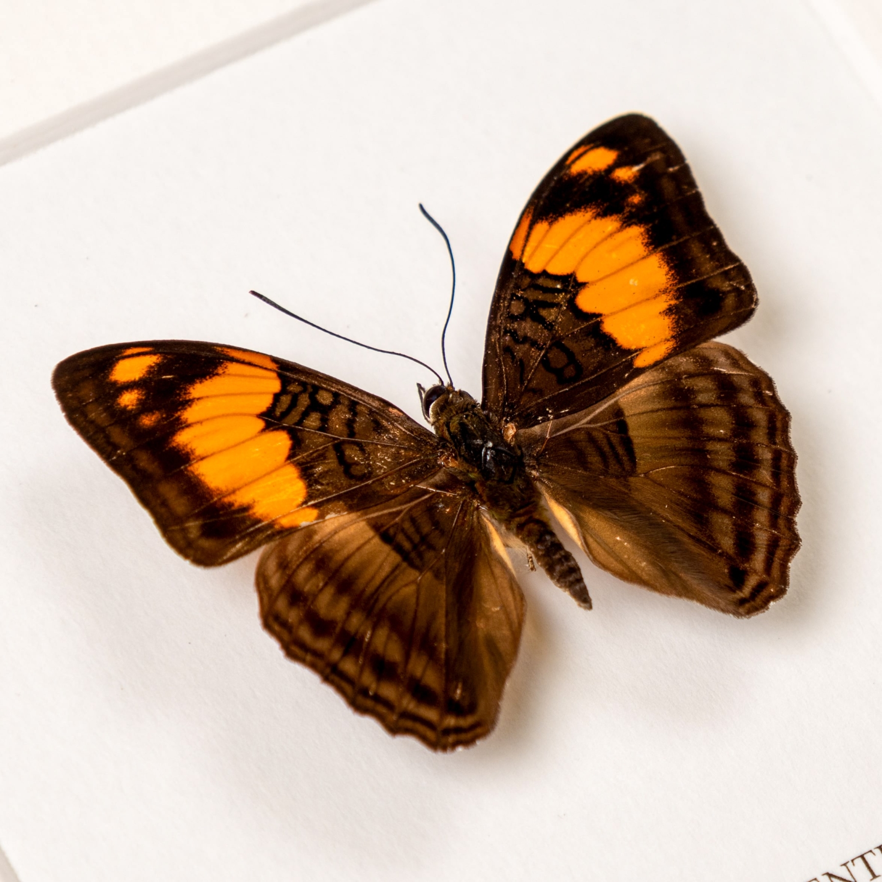 Mesentina Sister Butterfly In Box Frame (Adelpha mesentina)