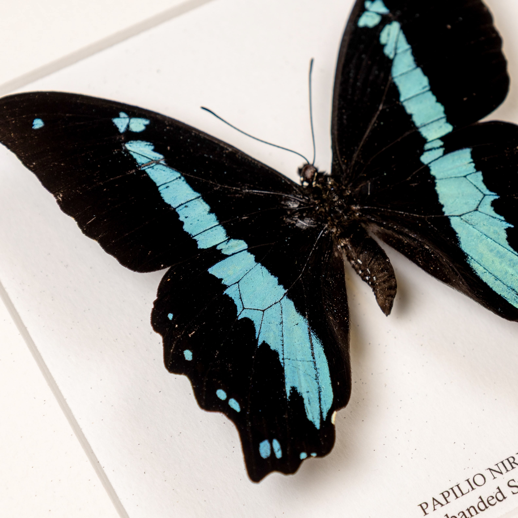 Green-banded Swallowtail Butterfly In Box Frame (Papilio nireus)