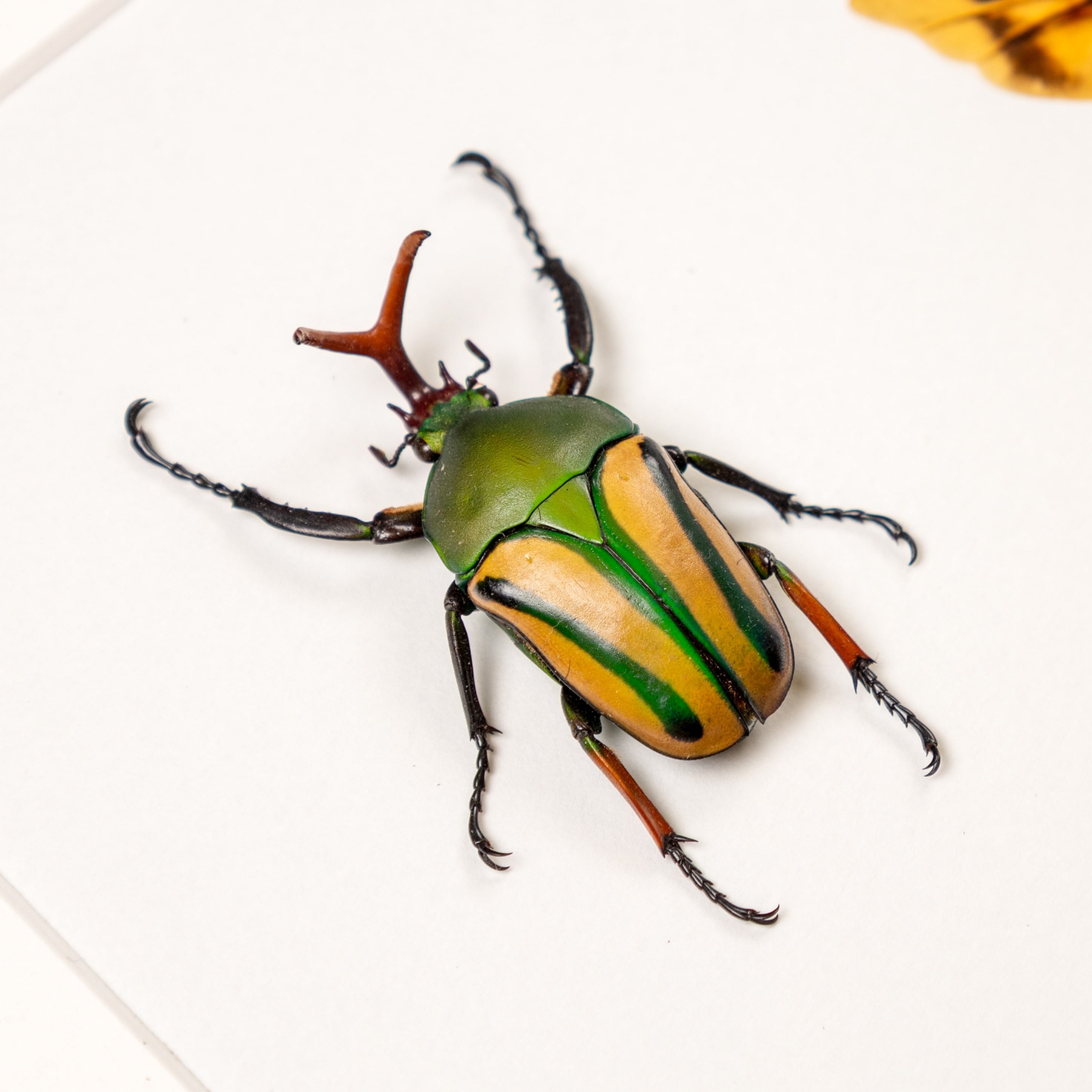 Flamboyant Flower Beetle Male & Female Pair In Box Frame (Eudicella gralli)