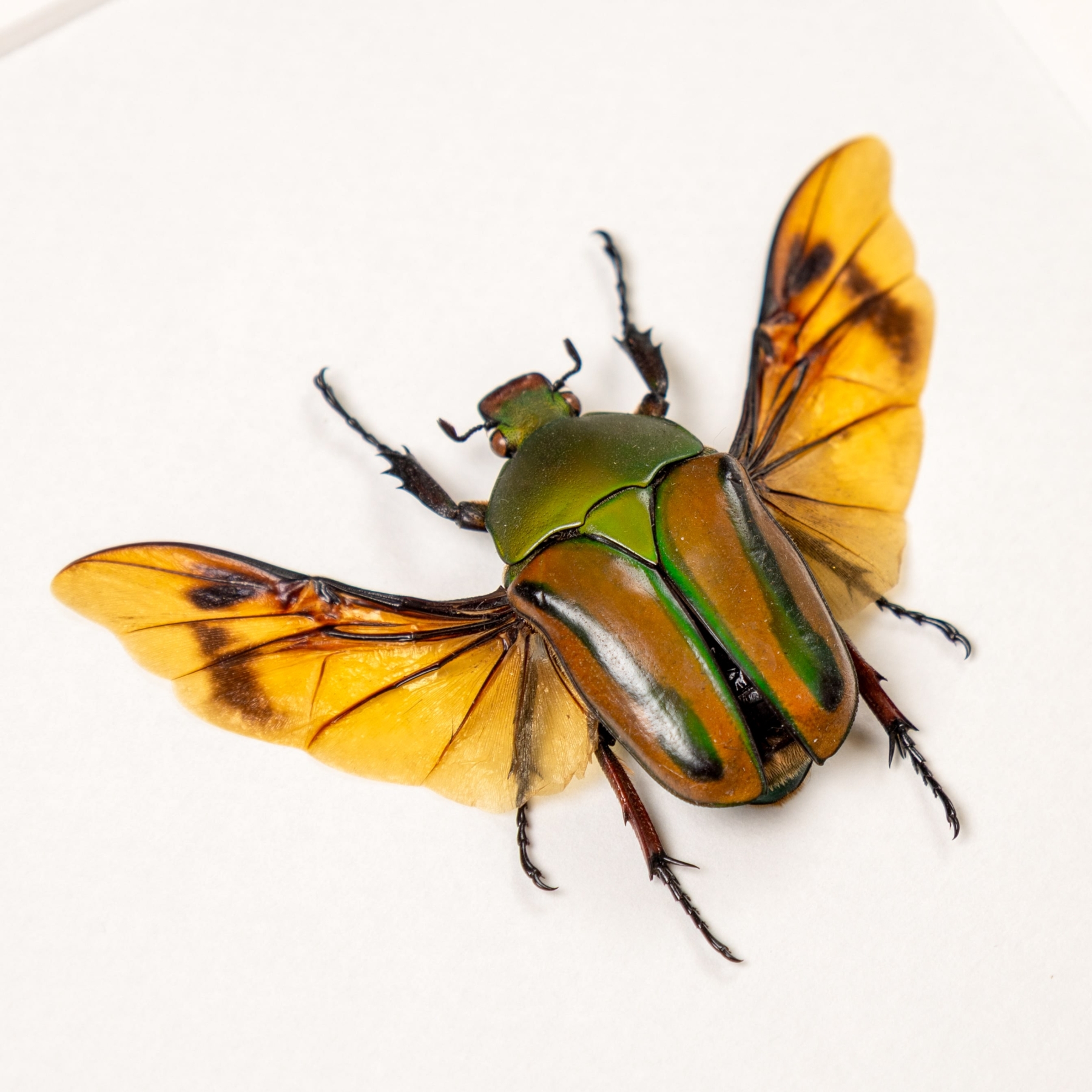 Flamboyant Flower Beetle Male & Female Pair In Box Frame (Eudicella gralli)