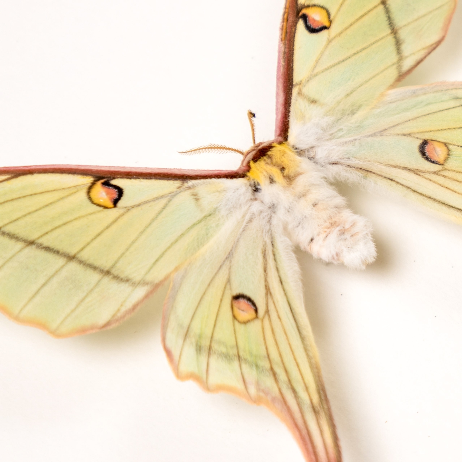 Female Hybrid Moon Moth In Box Frame (Actias dubernardi x Graellsia Isabellae)