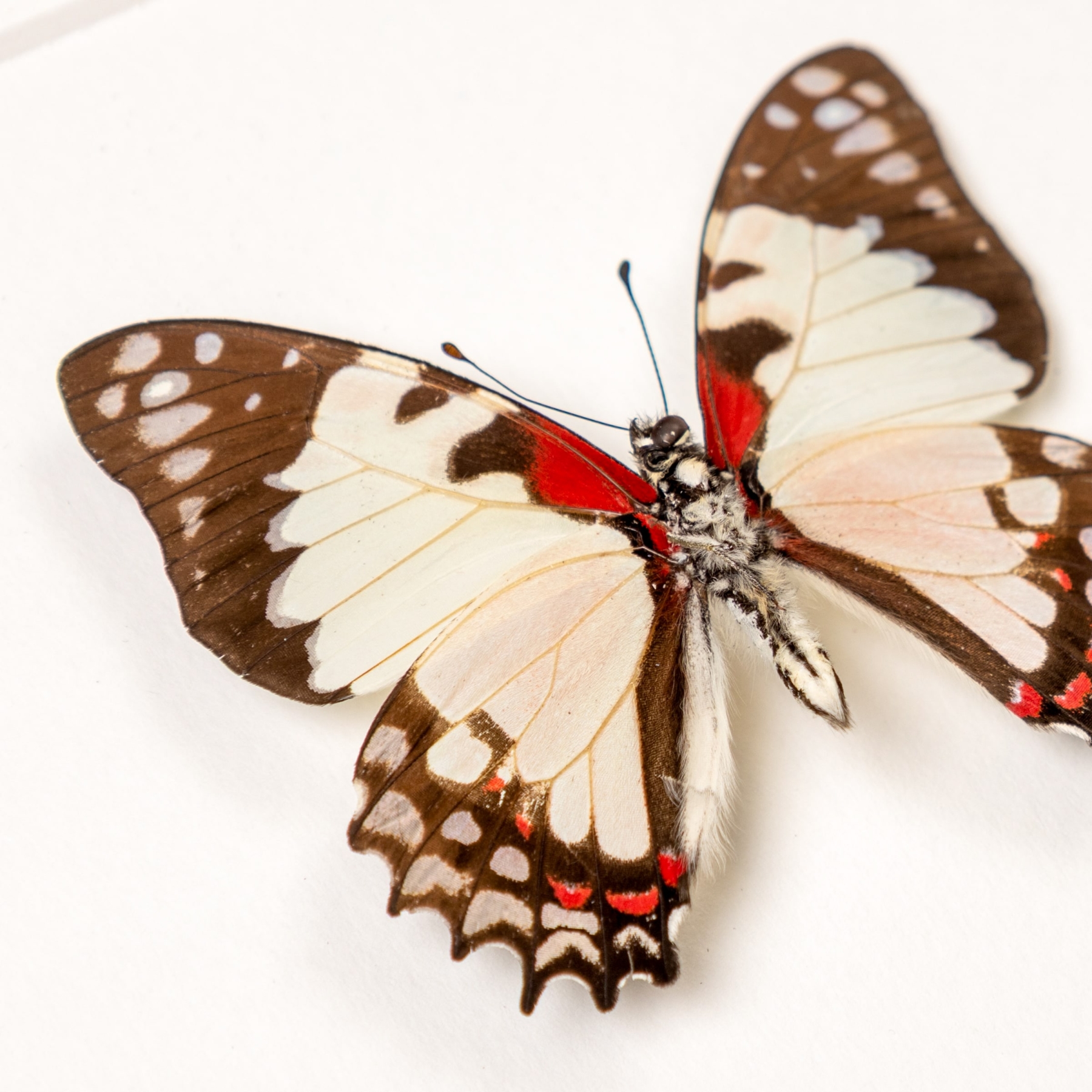 Madagascan White Lady In Box Frame (Graphium endochus)
