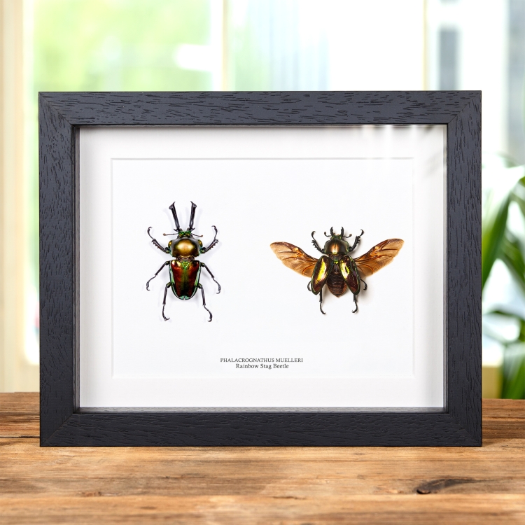 Rainbow Stag Beetle Male & Female Pair In Box Frame (Phalacrognathus muelleri)