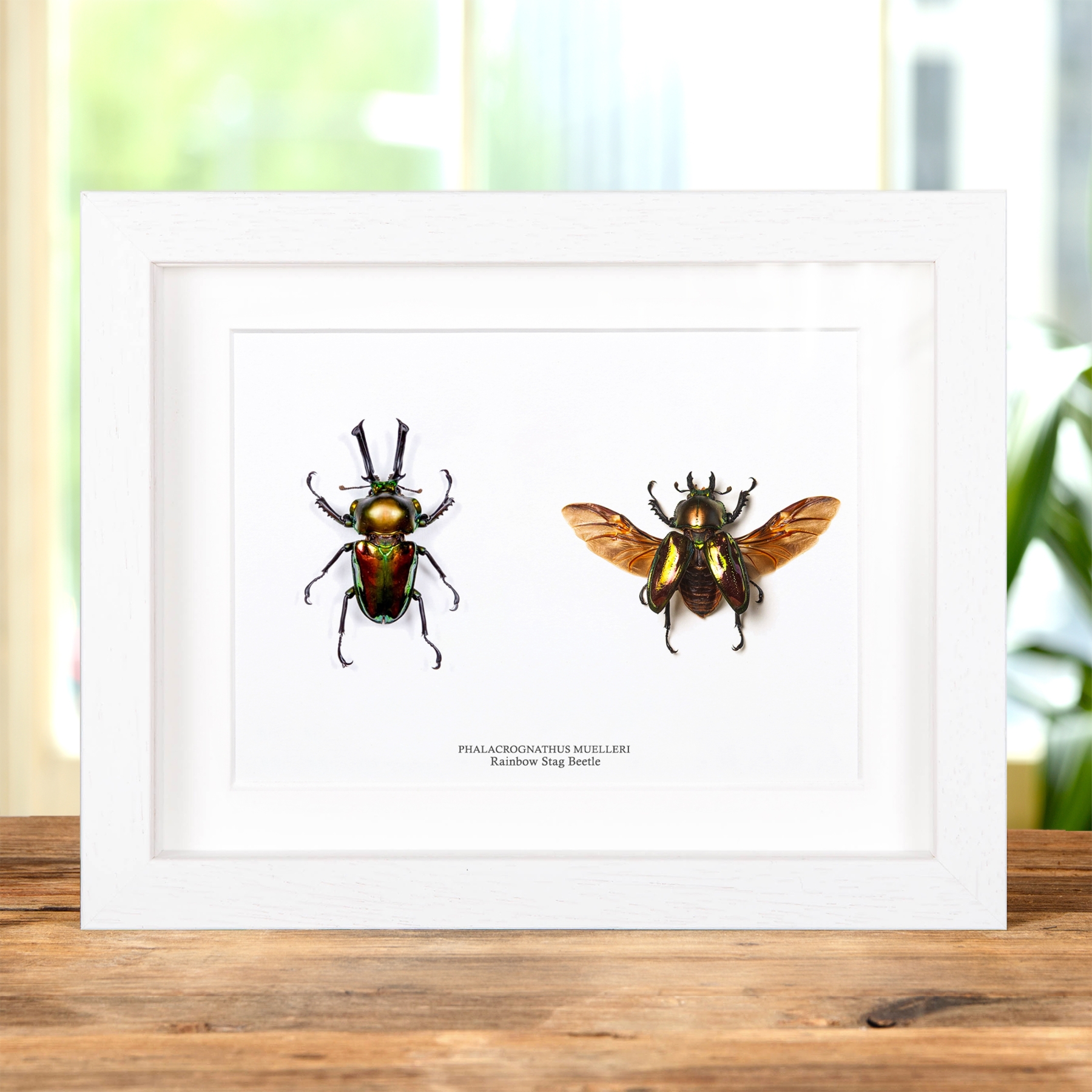 Rainbow Stag Beetle Male & Female Pair In Box Frame (Phalacrognathus muelleri)