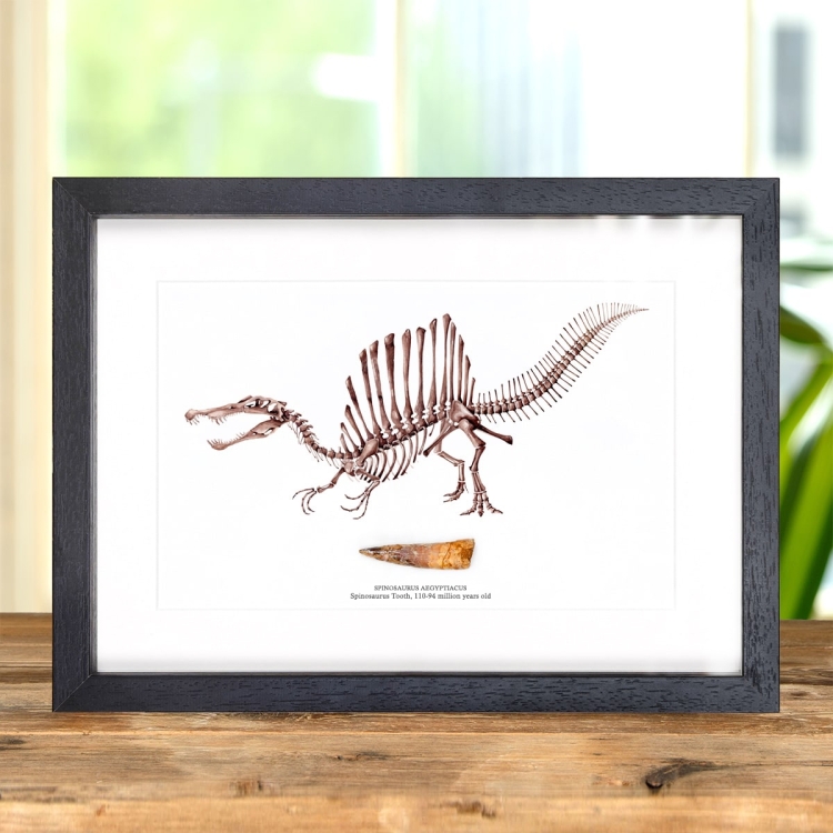 Spinosaurus Illustration & Tooth Fossil in Box Frame (Spinosaurus aegyptiacus)