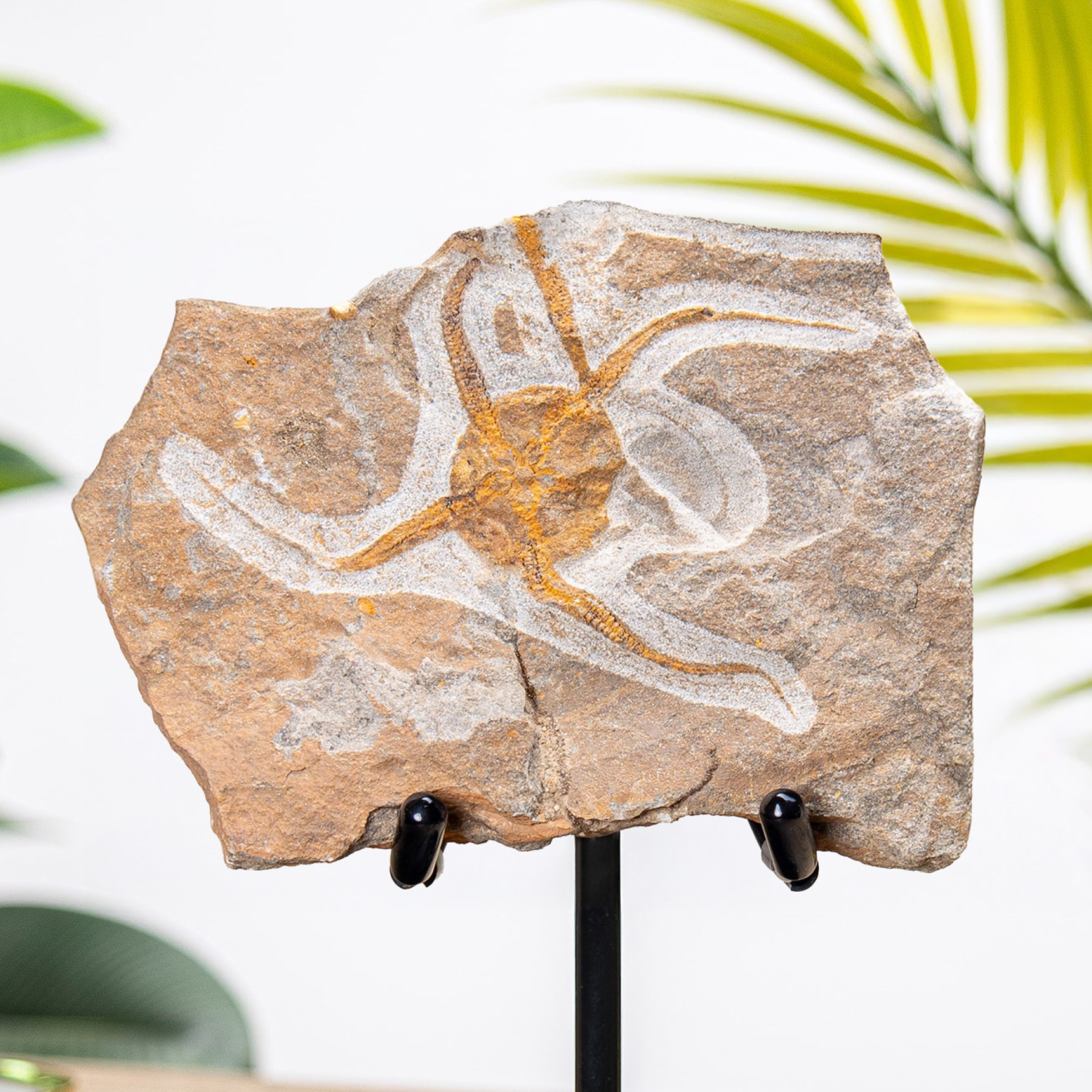 Brittle Starfish Fossil on Stand (Ophiura sp)