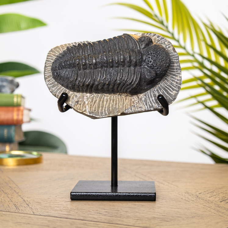 Large Phacops Trilobite Fossil on Stand (Phacops sp)