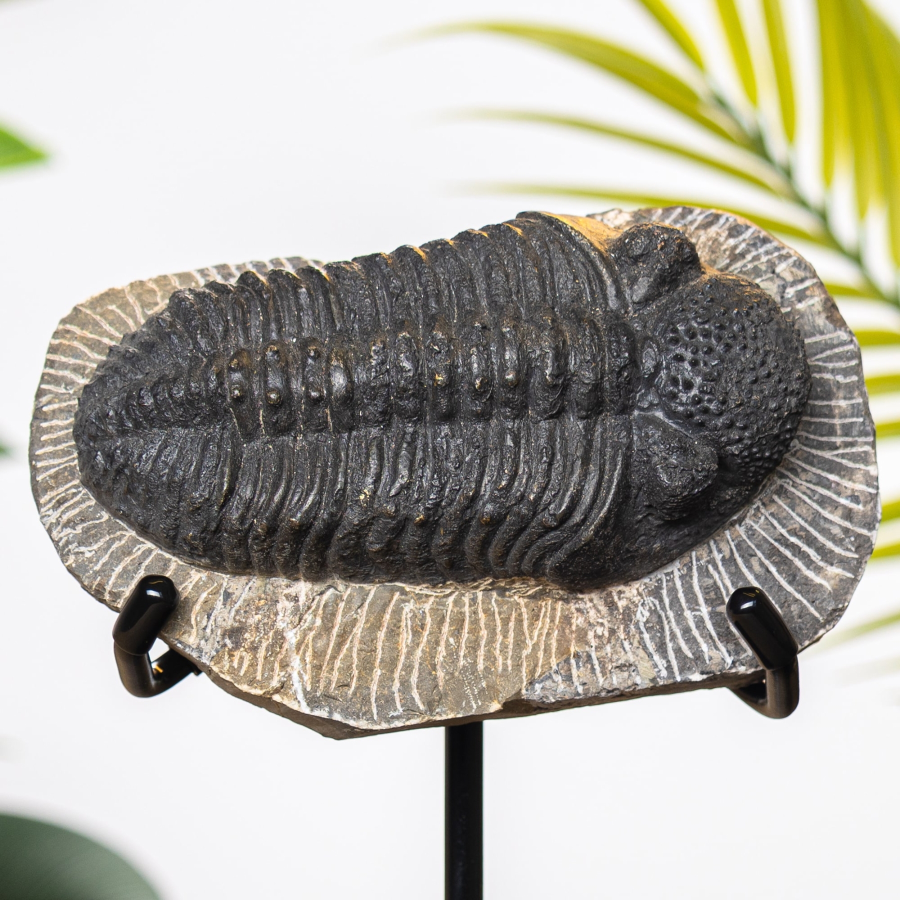 Large Phacops Trilobite Fossil on Stand (Phacops sp)