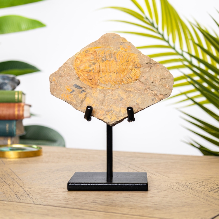 Rare Acadoparadoxides levisetti Trilobite on Stand