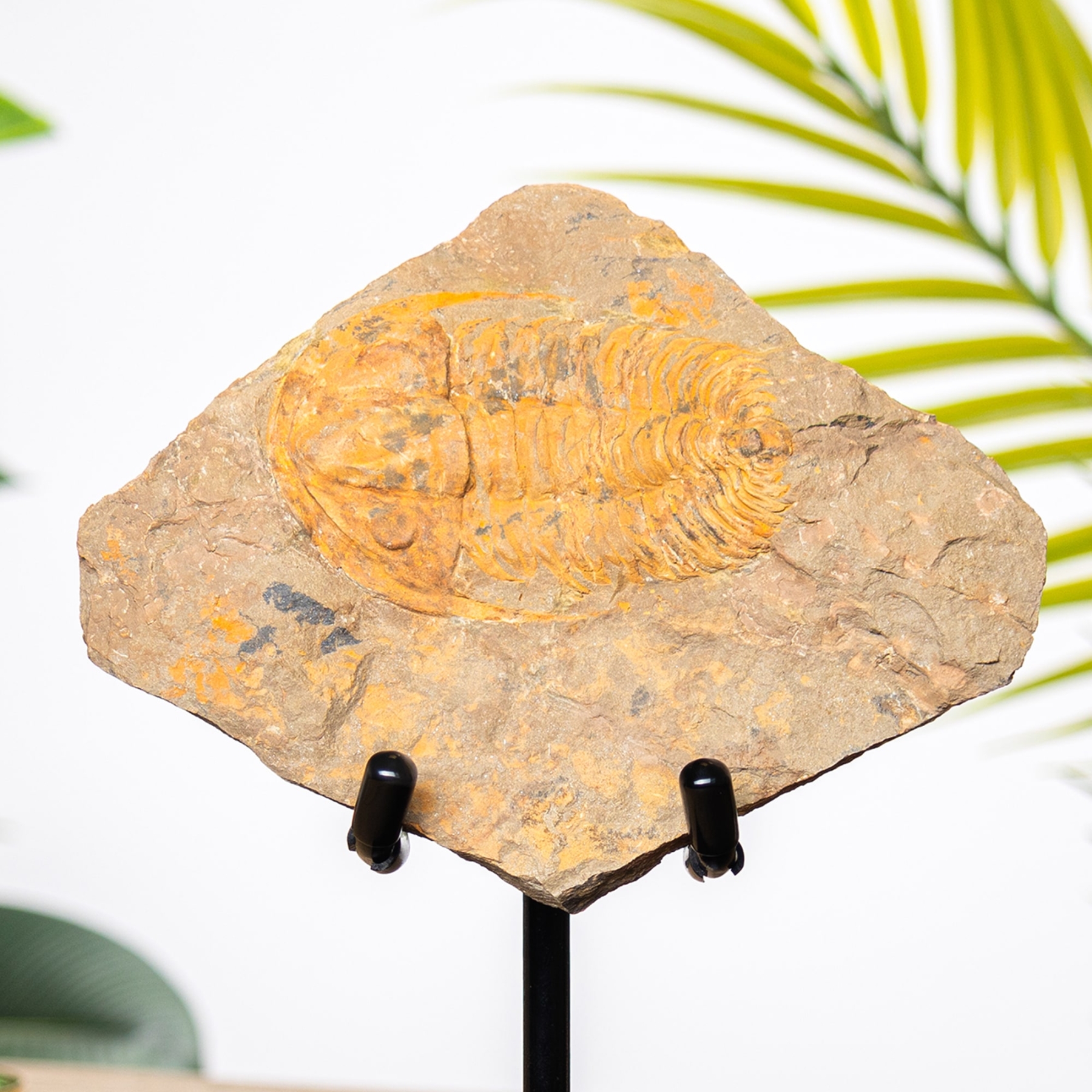 Rare Acadoparadoxides levisetti Trilobite on Stand Rare Acadoparadoxides levisetti Trilobite on Stand