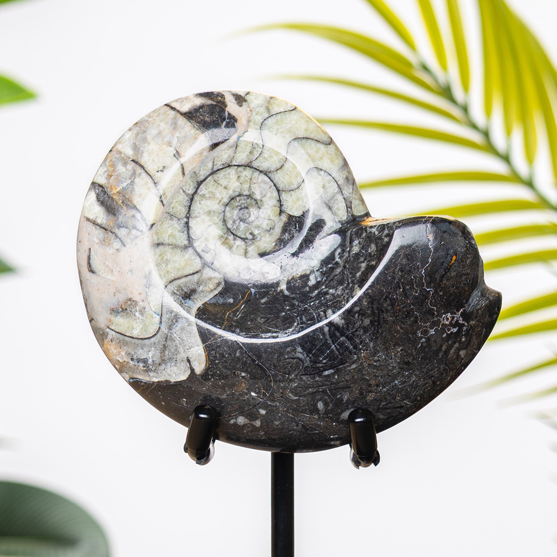 Goniatite Ammonite on Stand (Goniatitida sp)