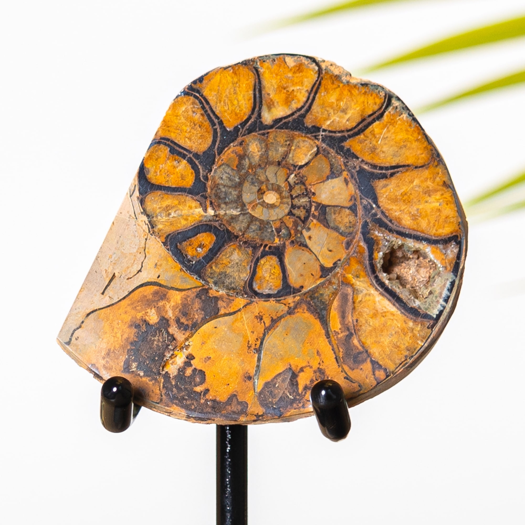 Hematite Ammonite Fossil on Stand (Cleoniceras sp) Hematite Ammonite Fossil on Stand (Cleoniceras sp)