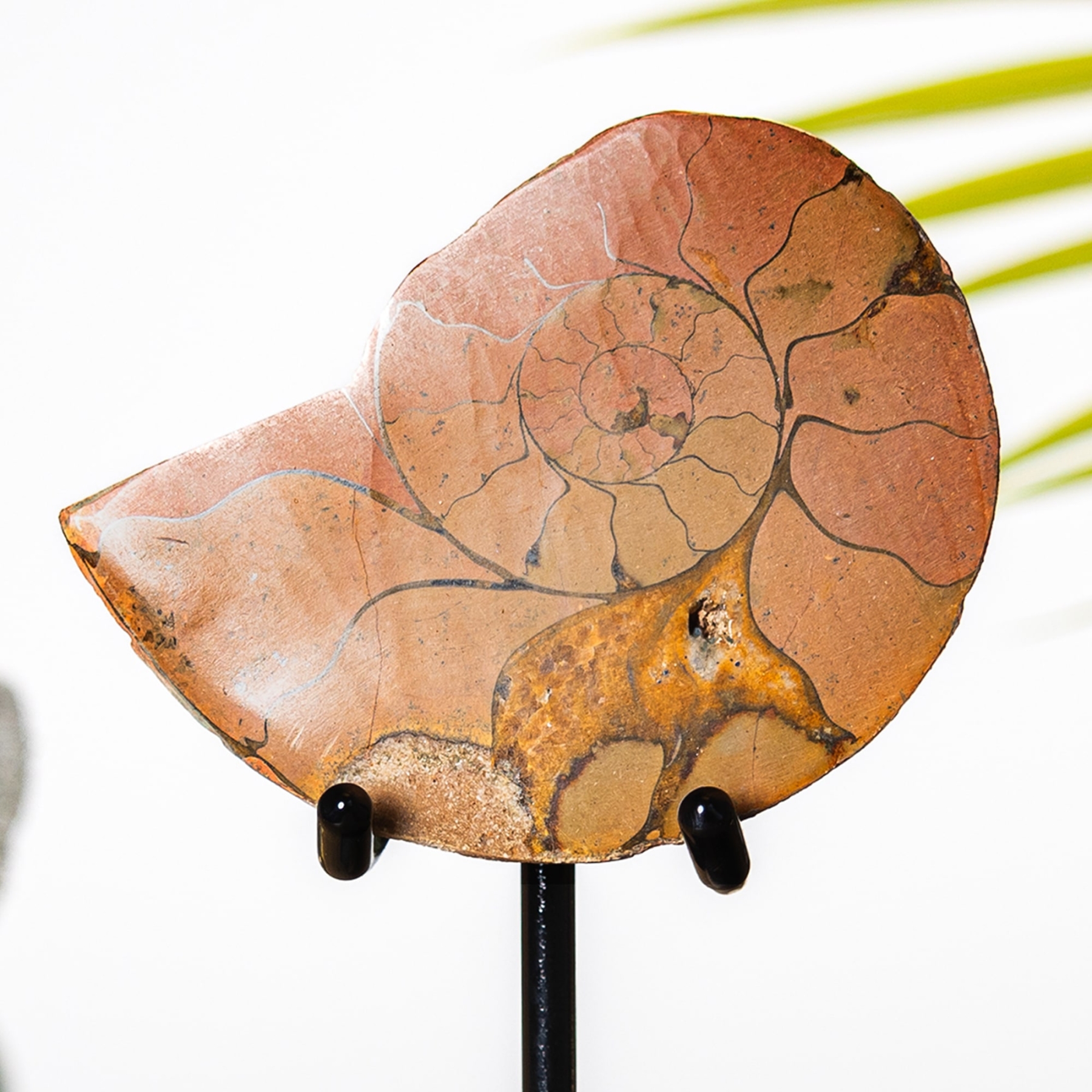 Hematite Ammonite Fossil on Stand (Cleoniceras sp) Hematite Ammonite Fossil on Stand (Cleoniceras sp)