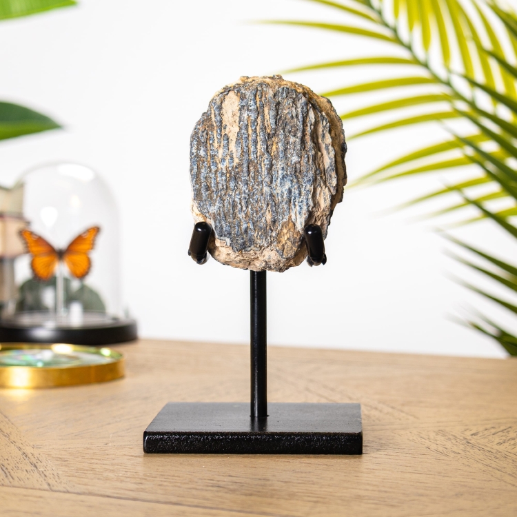 Woolly Mammoth Tooth Fragment Fossil on Stand (Mammuthus sp)