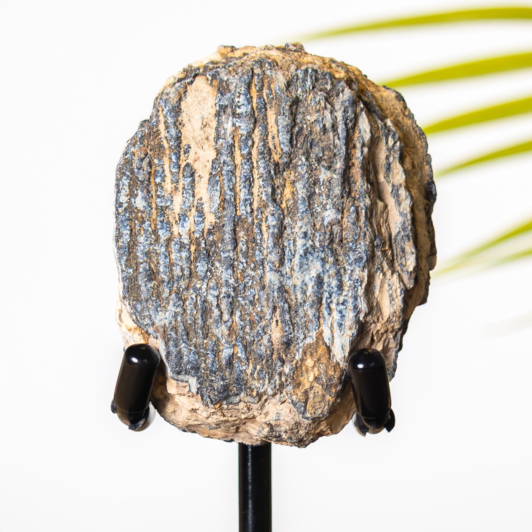 Woolly Mammoth Tooth Fragment Fossil on Stand (Mammuthus sp) Woolly Mammoth Tooth Fragment Fossil on Stand (Mammuthus sp)