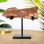 Minibeast Large Dinosaur Bone Fragment Fossil on Stand